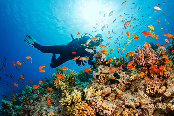 istockphoto 498283106 612x612